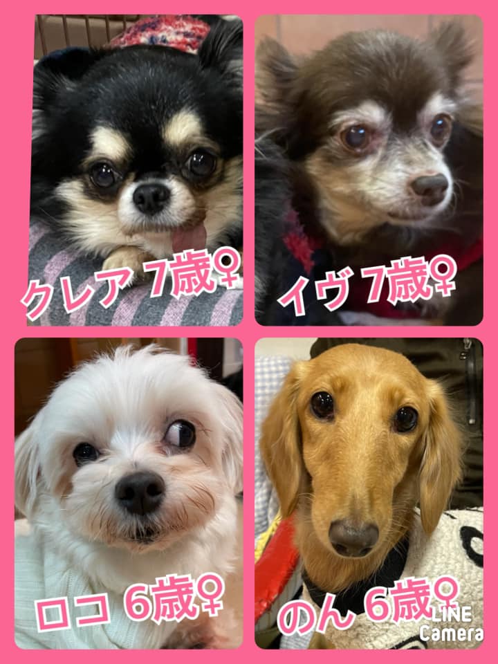 🐾今日の里親様募集中ワンコ🐶メンバーです🐾2021,1,11